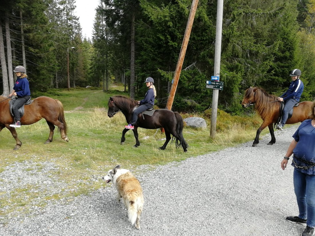 Hesterbikkja